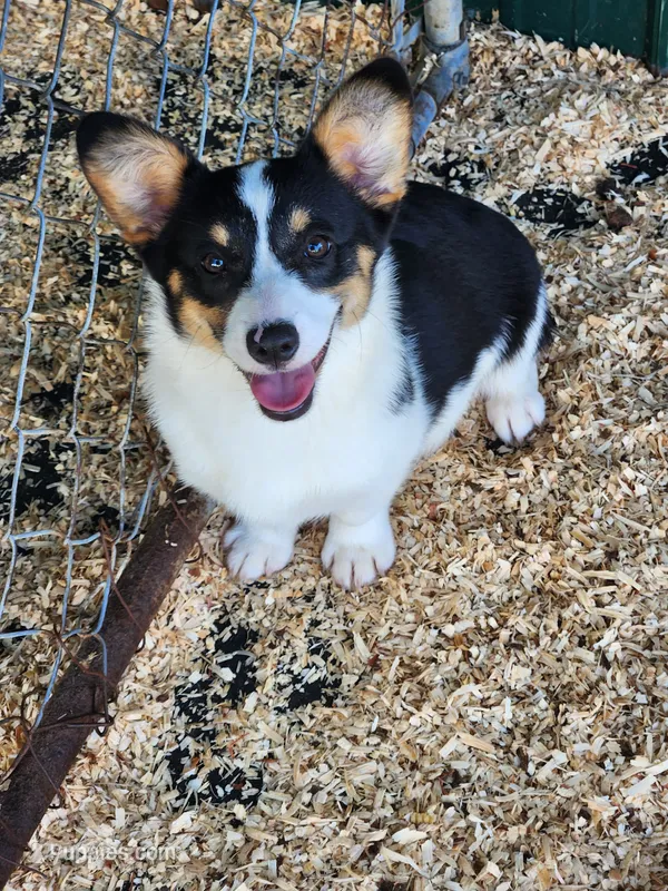 Jade - White Collar Female – Pembroke Welsh Corgi puppy for sale in Martinsville, VA