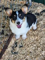 Jade - White Collar Female, a female Pembroke Welsh Corgi for sale in Martinsville, VA – 1 of 10