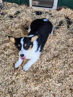 Jade - White Collar Female, a female Pembroke Welsh Corgi for sale in Martinsville, VA – 2 of 10