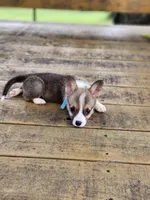Lt Blue Collar Male, a male Pembroke Welsh Corgi for sale in Martinsville, VA – 6 of 10