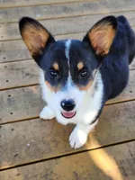 Lucy - Yellow Collar Female, a female Pembroke Welsh Corgi for sale in Martinsville, VA – 2 of 10