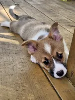 Royal Collar Male, a male Pembroke Welsh Corgi for sale in Martinsville, VA – 3 of 8