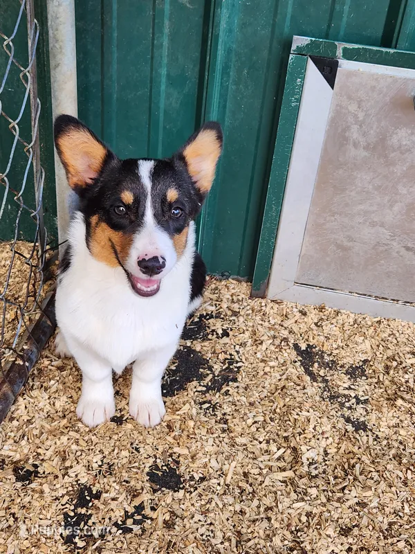Levi - Dark Green Collar Male – Pembroke Welsh Corgi puppy for sale in Martinsville, VA