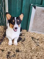 Levi - Dark Green Collar Male, a male Pembroke Welsh Corgi for sale in Martinsville, VA – 1 of 10
