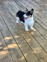 Jade - White Collar Female, a female Pembroke Welsh Corgi for sale in Martinsville, VA – 2 of 10
