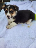 Trixie, a female Pembroke Welsh Corgi for sale in Martinsville, VA – Photo 1 of 4