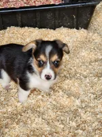 Trixie, a female Pembroke Welsh Corgi for sale in Martinsville, VA – Photo 2 of 4