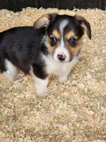 Trixie, a female Pembroke Welsh Corgi for sale in Martinsville, VA – Photo 3 of 4