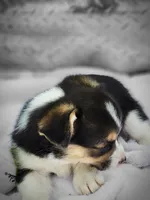 Trixie, a female Pembroke Welsh Corgi for sale in Martinsville, VA – Photo 4 of 4