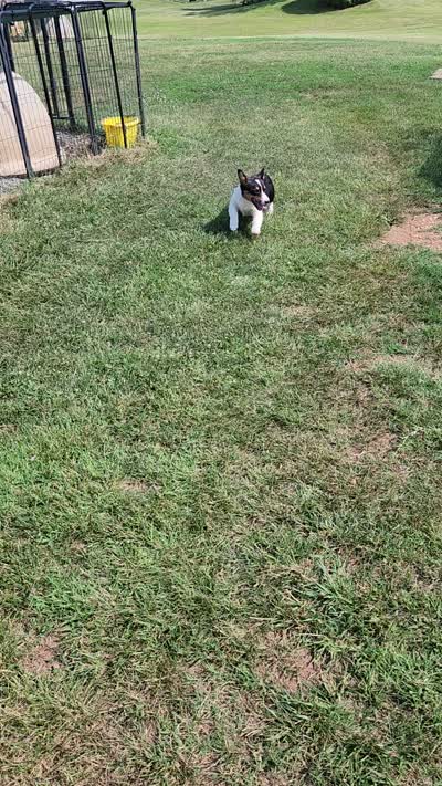 Levi - Dark Green Collar Male, a male Pembroke Welsh Corgi for sale in Martinsville, VA – 10 of 10