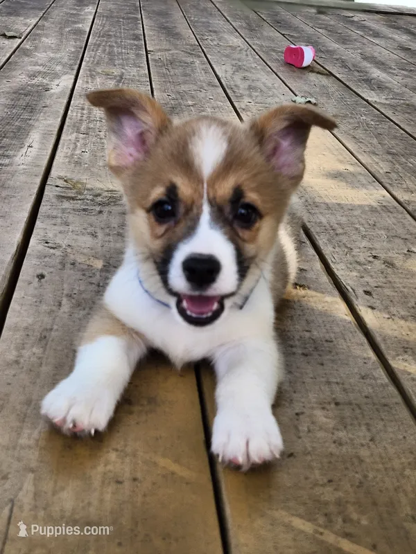 Royal Collar Male – Pembroke Welsh Corgi puppy for sale in Martinsville, VA
