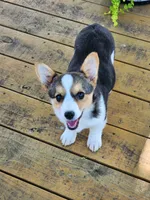 Daisy - Blue Collar Female, a female Pembroke Welsh Corgi for sale in Martinsville, VA – 2 of 9