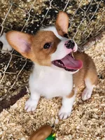 Purple Collar Male, a male Pembroke Welsh Corgi for sale in Martinsville, VA – Photo 3 of 7