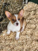 Purple Collar Male, a male Pembroke Welsh Corgi for sale in Martinsville, VA – Photo 6 of 7