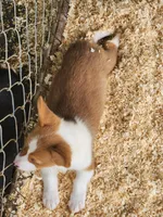Purple Collar Male, a male Pembroke Welsh Corgi for sale in Martinsville, VA – Photo 7 of 7