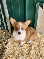 Purple Collar Male, a male Pembroke Welsh Corgi for sale in Martinsville, VA – Photo 2 of 7