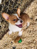 Purple Collar Male, a male Pembroke Welsh Corgi for sale in Martinsville, VA – Photo 4 of 7