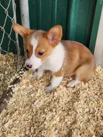Purple Collar Male, a male Pembroke Welsh Corgi for sale in Martinsville, VA – Photo 5 of 7