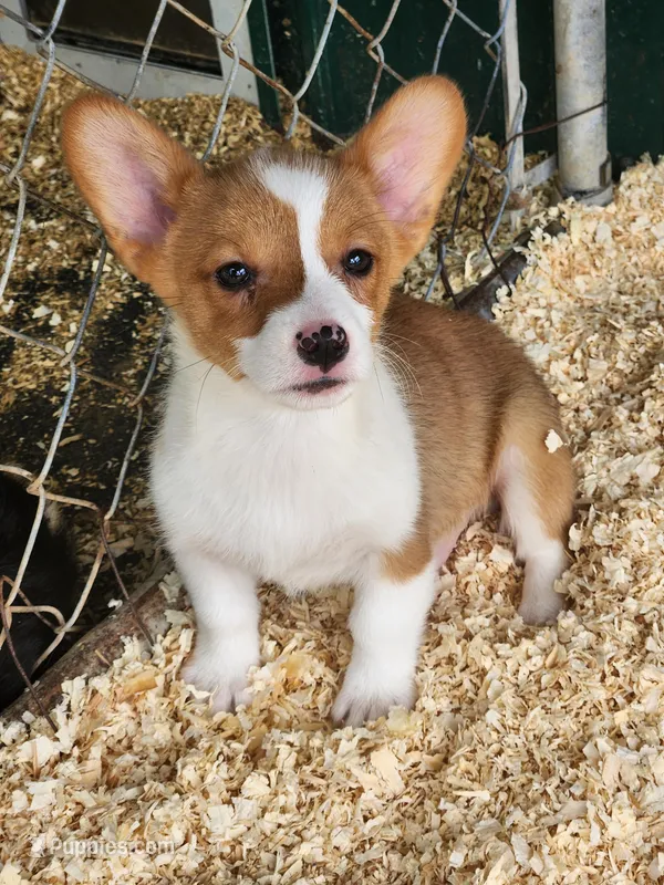 Purple Collar Male – Pembroke Welsh Corgi puppy for sale in Martinsville, VA