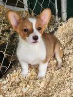 Purple Collar Male, a male Pembroke Welsh Corgi for sale in Martinsville, VA – Photo 1 of 7