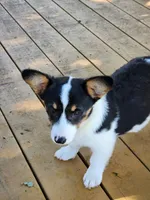 Jade - White Collar Female, a female Pembroke Welsh Corgi for sale in Martinsville, VA – 8 of 10
