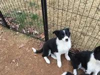 Blue Collar Male, a male Border Collie for sale in Martinsville, VA – Photo 1 of 4