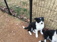 Blue Collar Male, a male Border Collie for sale in Martinsville, VA – Photo 3 of 4