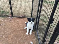 Blue Collar Male, a male Border Collie for sale in Martinsville, VA – Photo 4 of 4