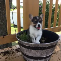 Denver- Blue Collar, a male Pembroke Welsh Corgi for sale in Martinsville, VA – Photo 8 of 10