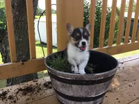 Denver- Blue Collar, a male Pembroke Welsh Corgi for sale in Martinsville, VA – Photo 8 of 10