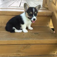 Denver- Blue Collar, a male Pembroke Welsh Corgi for sale in Martinsville, VA – Photo 2 of 10