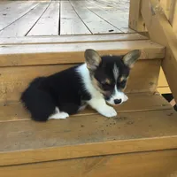 Denver- Blue Collar, a male Pembroke Welsh Corgi for sale in Martinsville, VA – Photo 10 of 10
