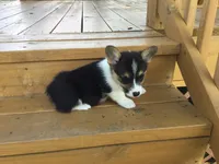 Denver- Blue Collar, a male Pembroke Welsh Corgi for sale in Martinsville, VA – Photo 10 of 10