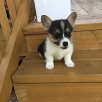 Denver- Blue Collar, a male Pembroke Welsh Corgi for sale in Martinsville, VA – Photo 7 of 10