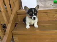 Denver- Blue Collar, a male Pembroke Welsh Corgi for sale in Martinsville, VA – Photo 7 of 10