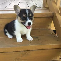 Denver- Blue Collar, a male Pembroke Welsh Corgi for sale in Martinsville, VA – Photo 3 of 10