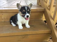 Denver- Blue Collar, a male Pembroke Welsh Corgi for sale in Martinsville, VA – Photo 3 of 10