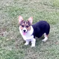 Denver- Blue Collar, a male Pembroke Welsh Corgi for sale in Martinsville, VA – Photo 1 of 10