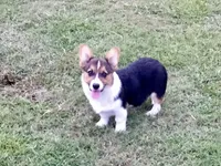 Denver- Blue Collar, a male Pembroke Welsh Corgi for sale in Martinsville, VA – Photo 1 of 10