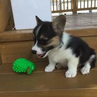 Denver- Blue Collar, a male Pembroke Welsh Corgi for sale in Martinsville, VA – Photo 5 of 10