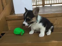 Denver- Blue Collar, a male Pembroke Welsh Corgi for sale in Martinsville, VA – Photo 5 of 10
