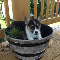 Denver- Blue Collar, a male Pembroke Welsh Corgi for sale in Martinsville, VA – Photo 4 of 10