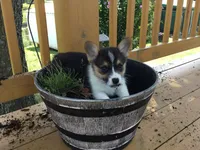 Denver- Blue Collar, a male Pembroke Welsh Corgi for sale in Martinsville, VA – Photo 4 of 10
