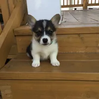 Denver- Blue Collar, a male Pembroke Welsh Corgi for sale in Martinsville, VA – Photo 6 of 10