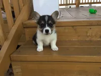 Denver- Blue Collar, a male Pembroke Welsh Corgi for sale in Martinsville, VA – Photo 6 of 10