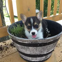 Denver- Blue Collar, a male Pembroke Welsh Corgi for sale in Martinsville, VA – Photo 9 of 10