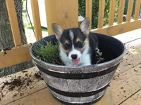 Denver- Blue Collar, a male Pembroke Welsh Corgi for sale in Martinsville, VA – Photo 9 of 10