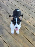 Jade - White Collar Female, a female Pembroke Welsh Corgi for sale in Martinsville, VA – 7 of 10