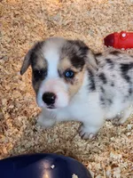 Opie, a male Pembroke Welsh Corgi for sale in Martinsville, VA – Photo 2 of 6