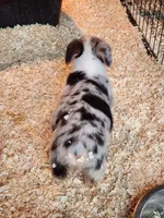 Opie, a male Pembroke Welsh Corgi for sale in Martinsville, VA – Photo 4 of 6